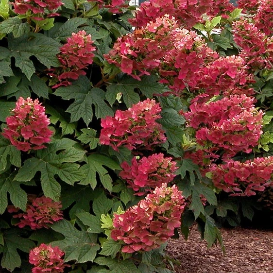 Hydrangea quercifolia 'Ruby Slippers' - image 1