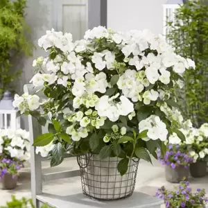 Hydrangea 'Runaway Bride' 3.5L - image 1