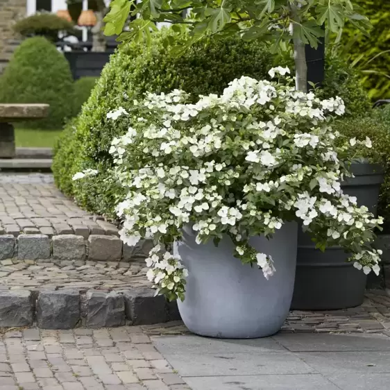 Hydrangea 'Runaway Bride' 3.5L - image 2