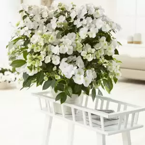 Hydrangea 'Runaway Bride' 3.5L - image 4