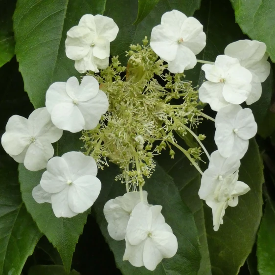 Image Credit: ©2025 John Richards Nurseries Ltd
