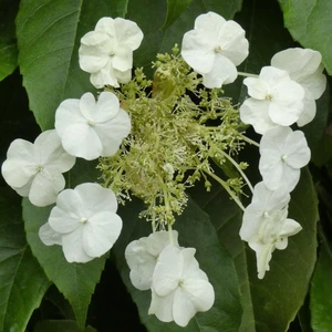 Image Credit: ©2025 John Richards Nurseries Ltd