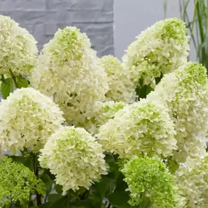 Hydrangea paniculata 'Skyfall' 4.5L - image 7