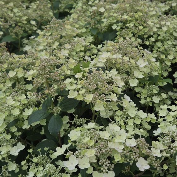 Hydrangea paniculata 'Spring Blush' - image 1