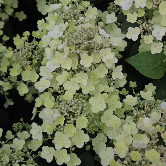 Hydrangea paniculata 'Spring Blush' - image 2