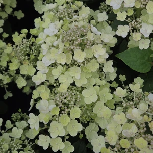 Hydrangea paniculata 'Spring Blush' - image 2