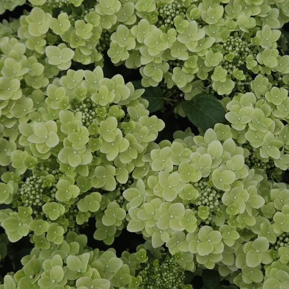Hydrangea paniculata 'Spring Snow' - image 1