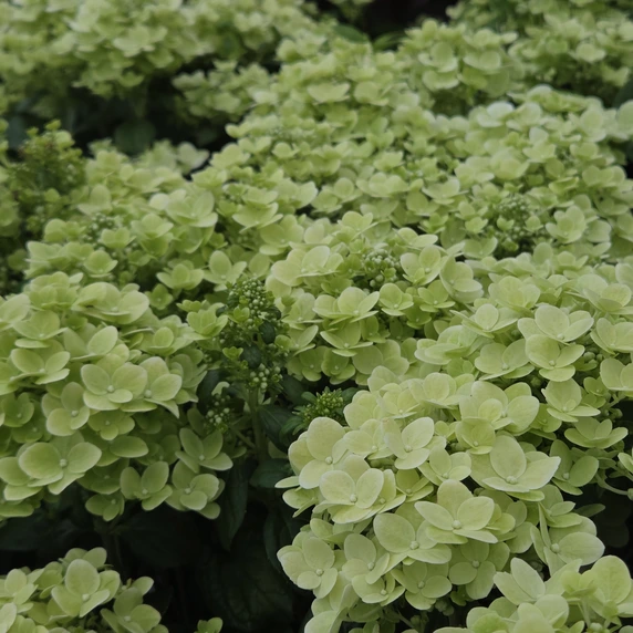 Hydrangea paniculata 'Spring Snow' - image 2