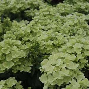 Hydrangea paniculata 'Spring Snow' - image 2