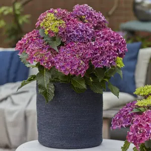 Hydrangea macrophylla 'Surfing Safari Bayview Purple'