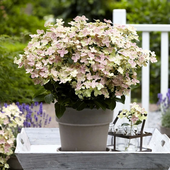 Hydrangea paniculata 'Switch Ophelia' 3L - image 4