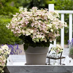 Hydrangea paniculata 'Switch Ophelia' 3L - image 4