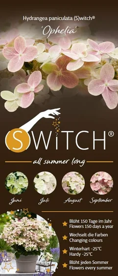 Hydrangea paniculata 'Switch Ophelia' 3L - image 5
