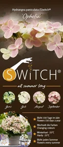 Hydrangea paniculata 'Switch Ophelia' 3L - image 5