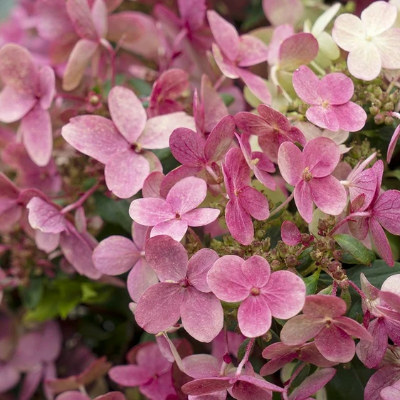 Hydrangea paniculata 'Switch Ophelia' 3L - image 2