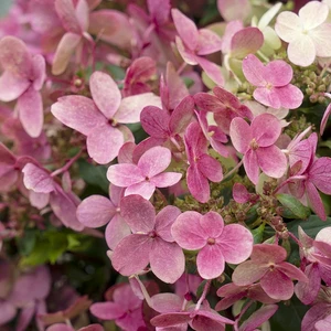 Hydrangea paniculata 'Switch Ophelia' 6L - image 2