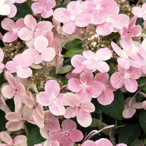 Hydrangea 'Switch Ophelia' Standard
