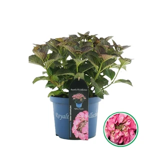 Hydrangea macrophylla 'Tiffany Pink' 3.4L