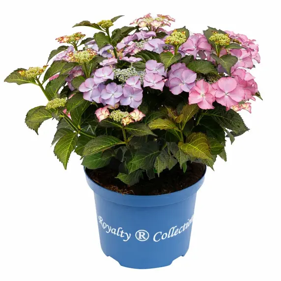 Hydrangea macrophylla 'Tiffany Purple'