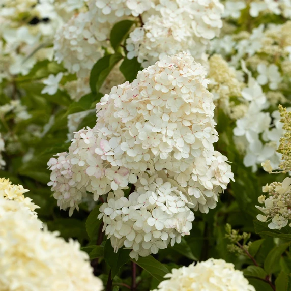 Hydrangea paniculata 'Vanille Fraise' 27L Standard - image 2