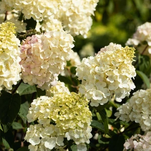 Hydrangea paniculata 'Vanille Fraise' 27L Standard - image 1