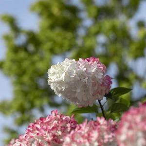 Hydrangea paniculata 'Vanille Fraise' 27L Standard - image 3