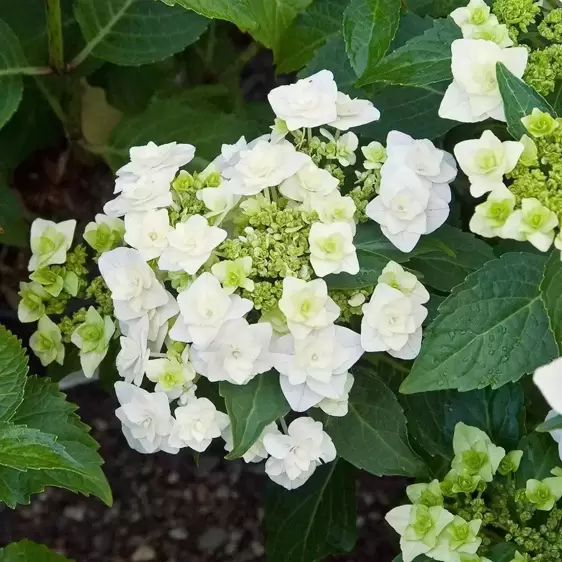Hydrangea macrophylla 'Wedding Gown' 5L - image 2