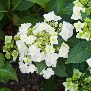 Hydrangea macrophylla 'Wedding Gown' 5L - image 2