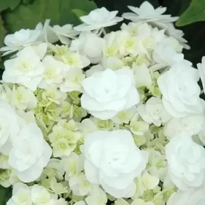 Hydrangea macrophylla 'Wedding Gown' 5L - image 3