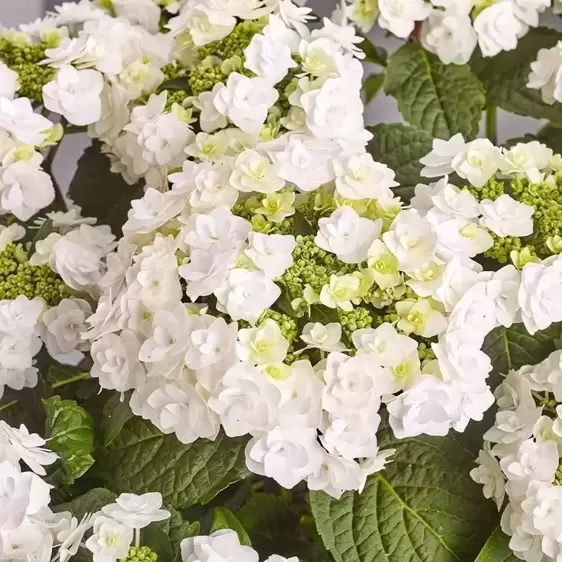 Hydrangea macrophylla 'Wedding Gown' 5L - image 1