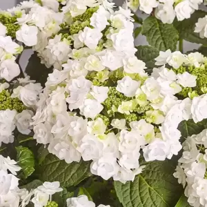 Hydrangea macrophylla 'Wedding Gown' 5L - image 1