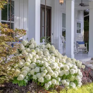 Hydrangea paniculata 'White Wedding' 2L
