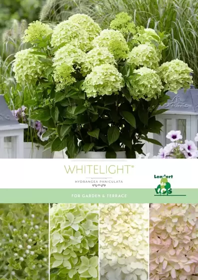Hydrangea paniculata 'Whitelight' 6L - image 3