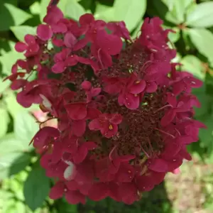Hydrangea paniculata 'Wim's Red' 3L - image 1