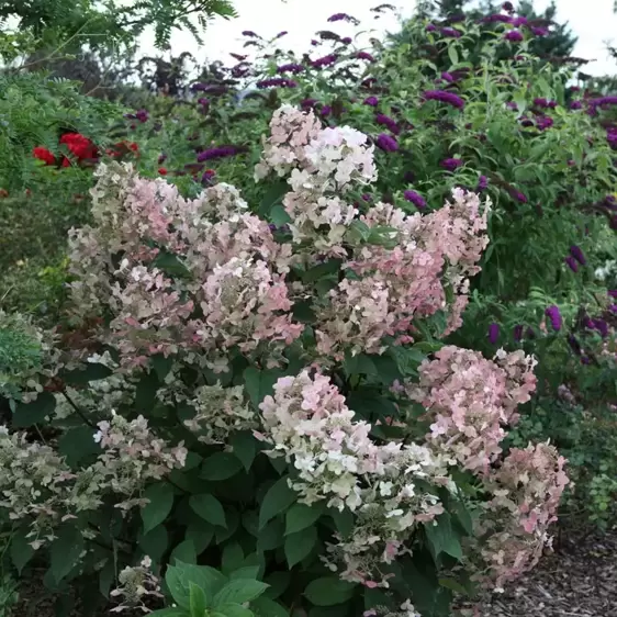 Hydrangea paniculata 'Wim's Red' 3L - image 2