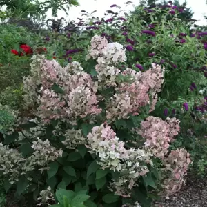 Hydrangea paniculata 'Wim's Red' 3L - image 2