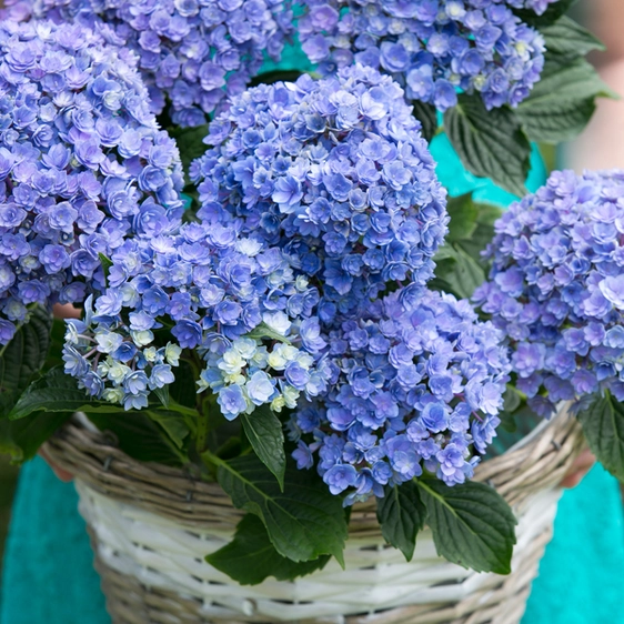 Hydrangea macrophylla 'You & Me Together Blue'