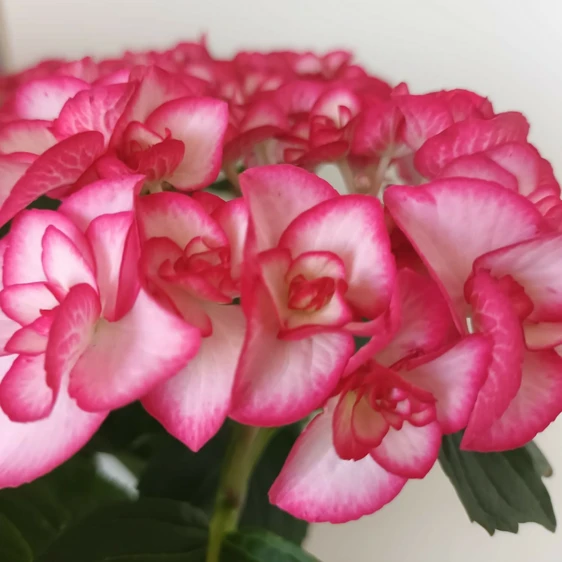 Hydrangea macrophylla 'Yulika' 3L - image 1