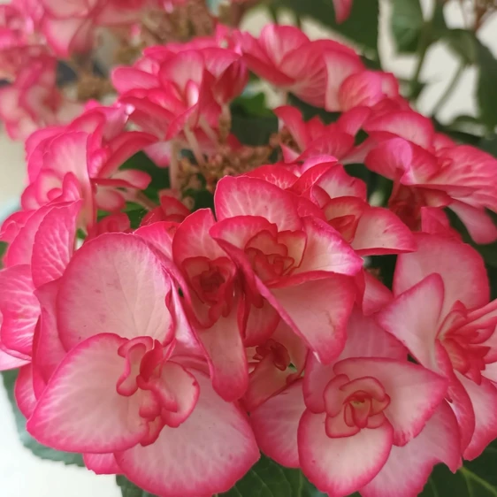 Hydrangea macrophylla 'Yulika' 3L - image 2