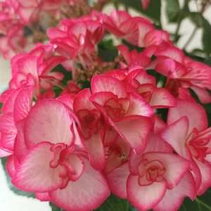 Hydrangea macrophylla 'Yulika' 3L - image 2