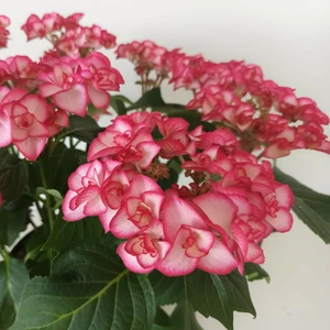 Hydrangea macrophylla 'Yulika' 3L - image 3