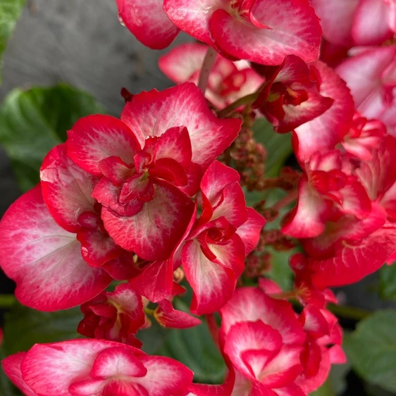 Hydrangea macrophylla 'Yulika' 3L - image 4
