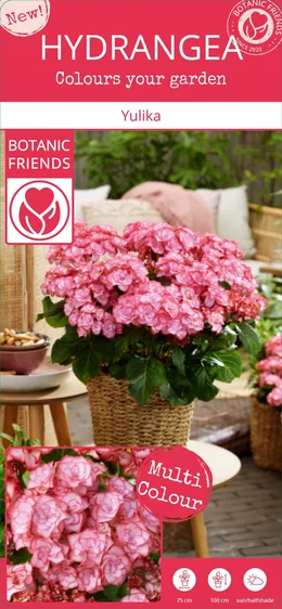 Hydrangea macrophylla 'Yulika' 3L - image 5