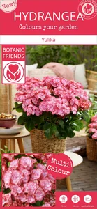 Hydrangea macrophylla 'Yulika' 3L - image 5