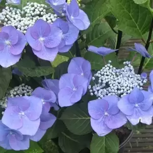 Hydrangea macrophylla 'Zorro Blue' 3L - image 1