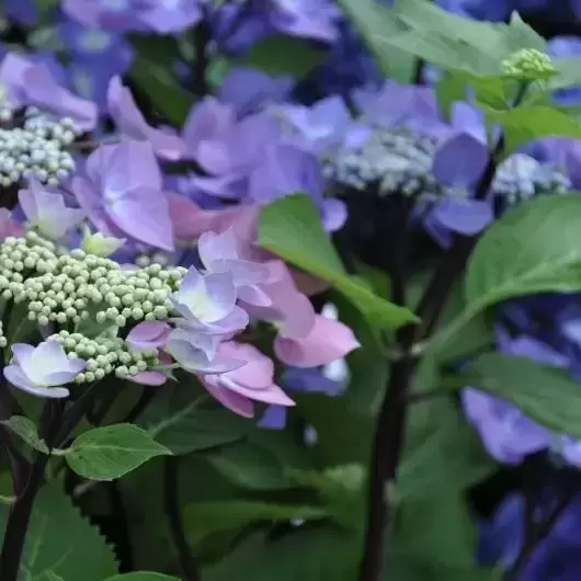 Hydrangea macrophylla 'Zorro Blue' 3L - image 2