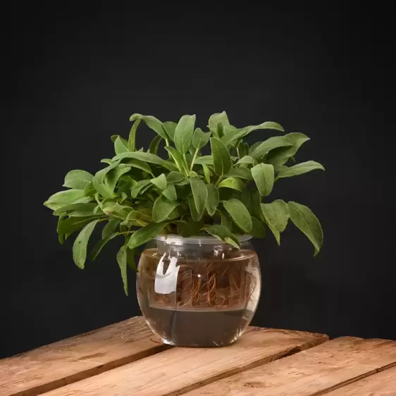 Hydroponic Flower Pot Small - image 2