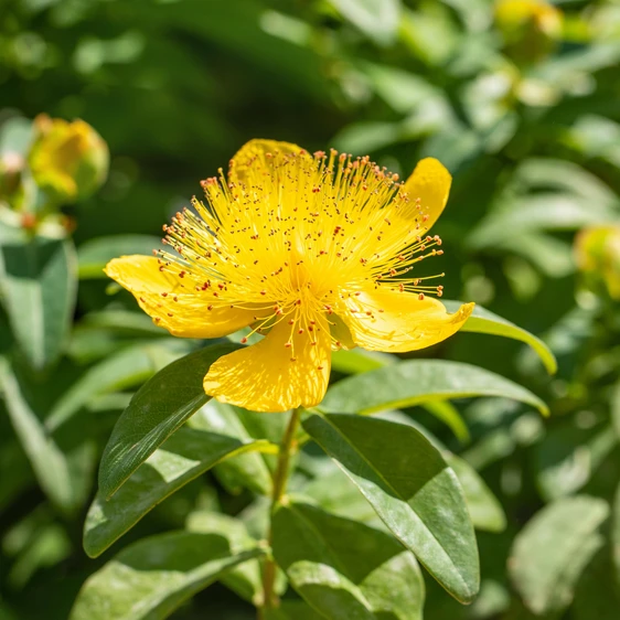 Hypericum calycinum - image 1
