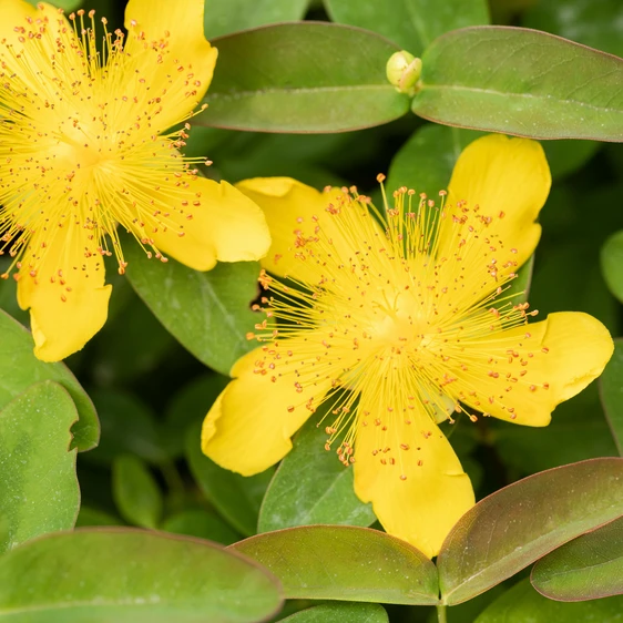 Hypericum calycinum - image 2