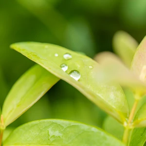 Hypericum calycinum - image 3